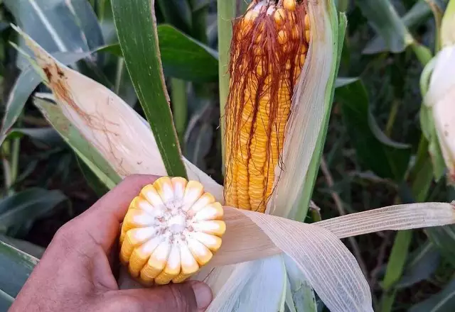 Colheita do milho avançou apenas 0,7% em MS, diz Aprosoja